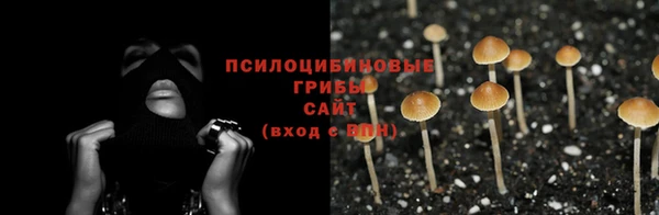 прущие грибы Беломорск